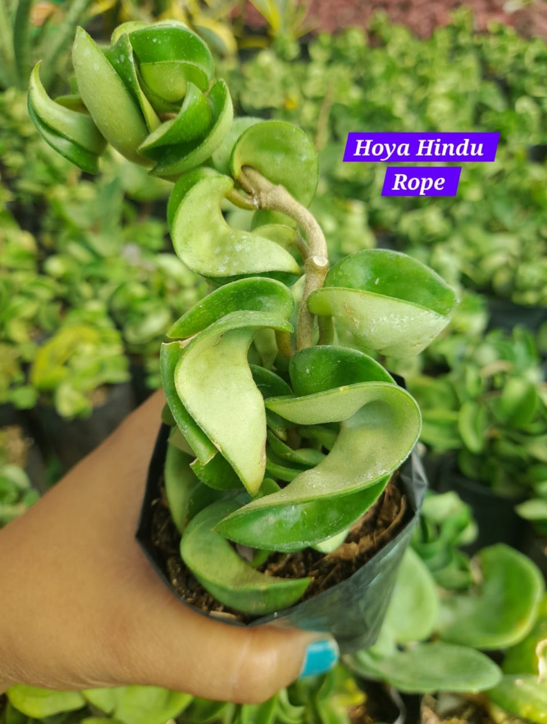 Hoya Hindu Rope