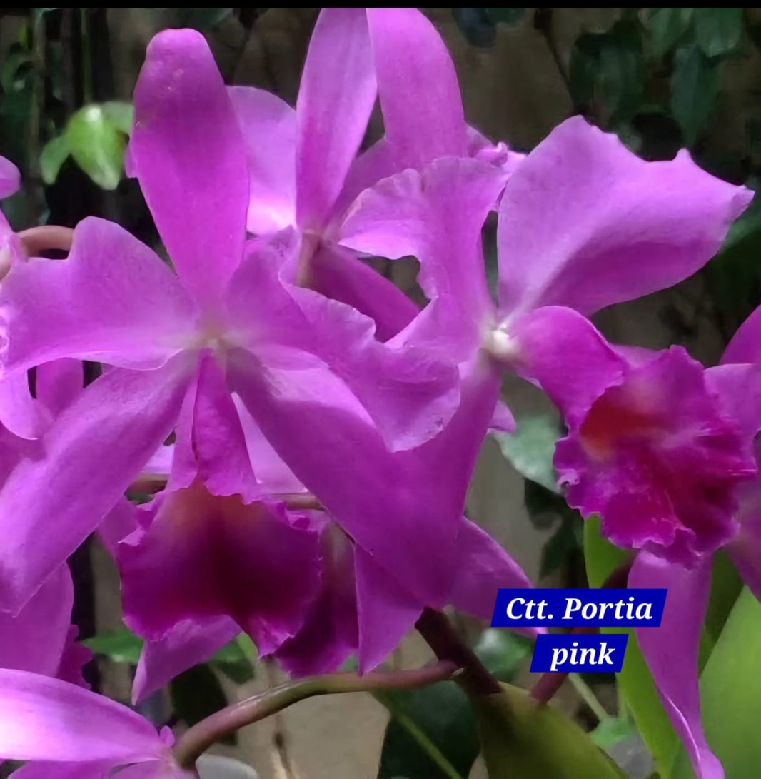 Cattleya 1 Orchid