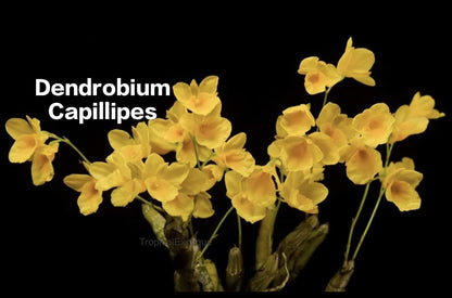 Dendrobium Capillipes