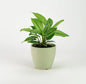 Calathea Vittata Plant