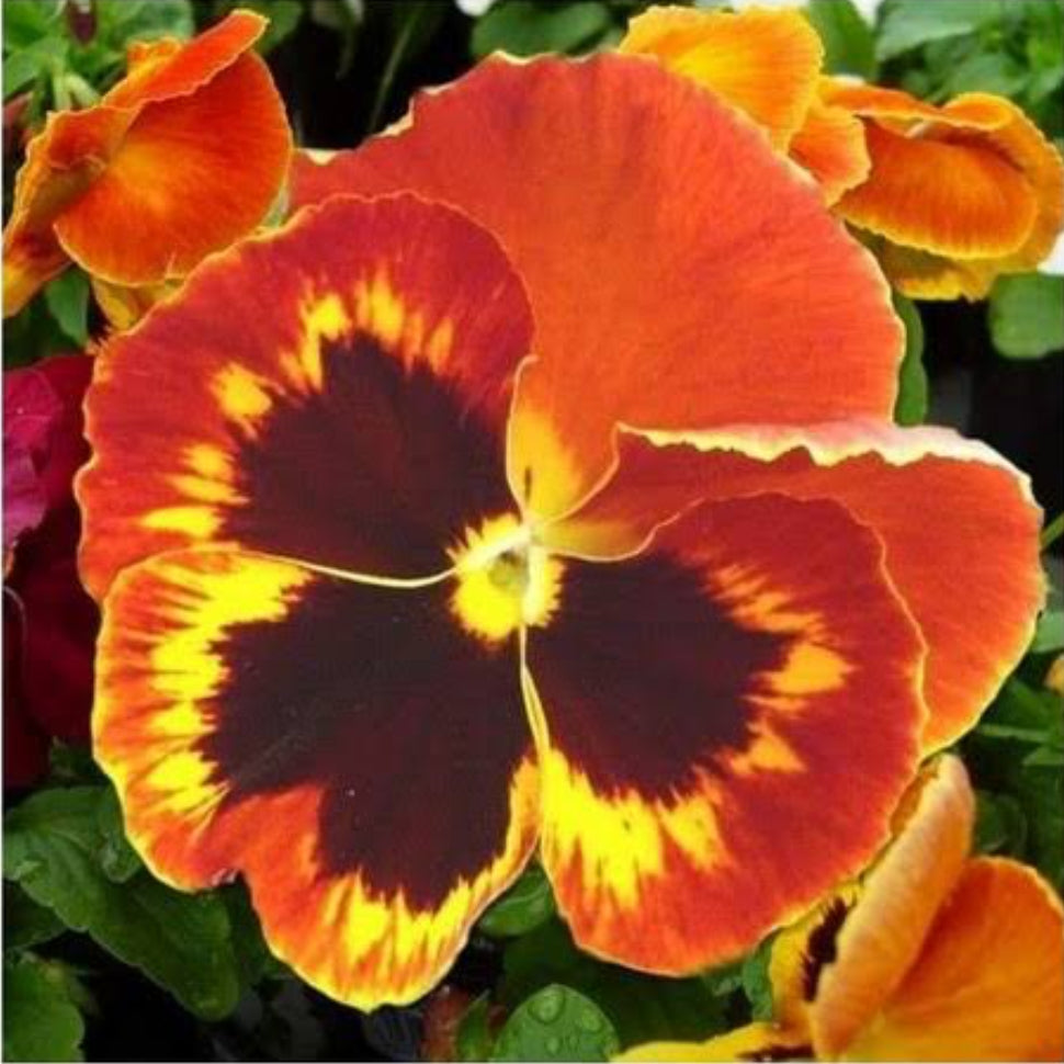 Pansy Flame winter Flower seeds