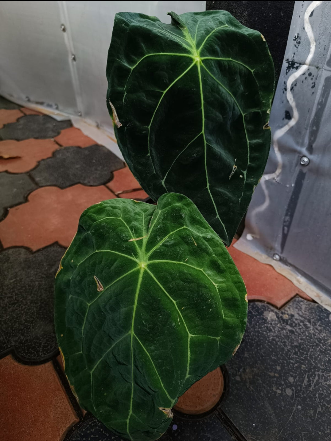 Anthurium Amazon King Stripes