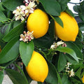 Kagzi Nimboo, Lemon Tree - Plant