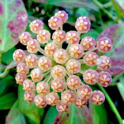 Hoya Sunrise (Indoor Creeper)