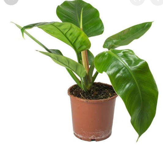 Philodendron Imperial Green plant