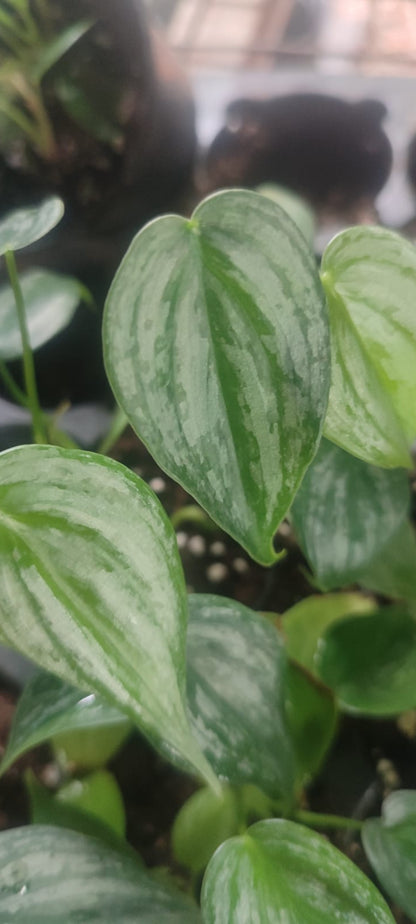 Philodendron Branditium plant