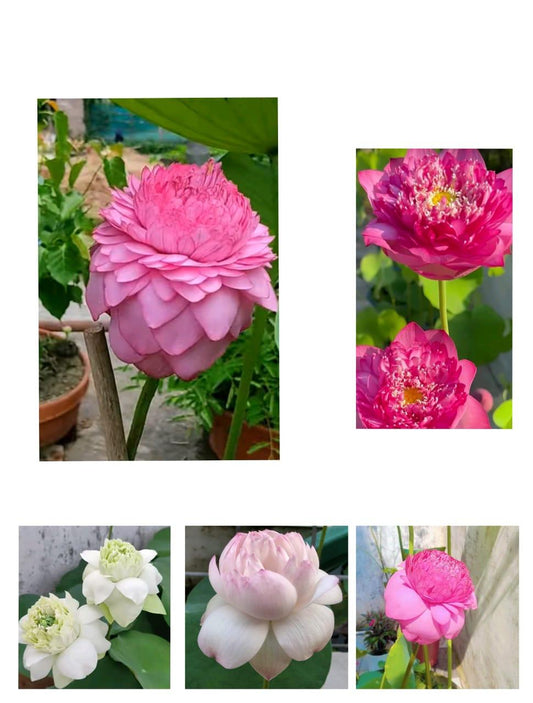 1000 Petals , Karna , White Peony , Americamelia, Thammo,  Lotus Tubers (Pack of 5)