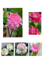 1000 Petals , Karna , White Peony , Americamelia, Thammo,  Lotus Tubers (Pack of 5)