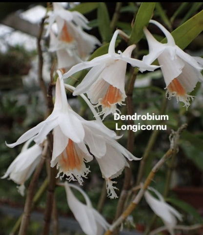 Dendrobium Longicornu