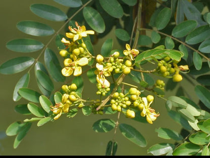 Casia Saiamia flowering tree