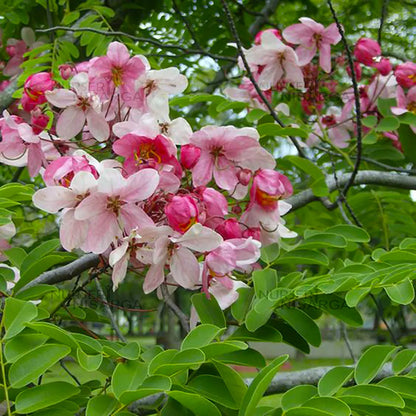 Cassia Javanica “pink shower tree”