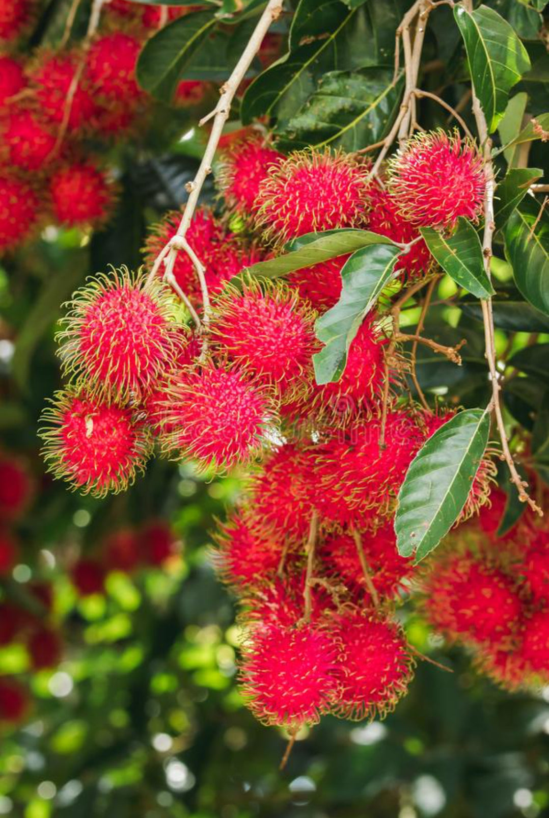 Rambutan fruit plant