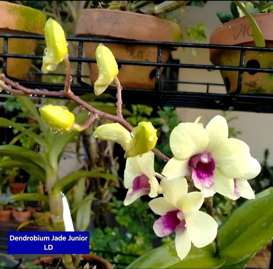 Dendrobium 8 Junior LD