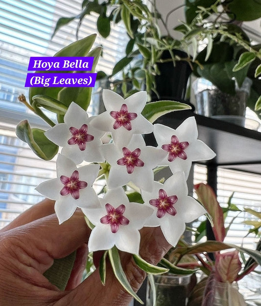 Hoya Bella (Big leaves)