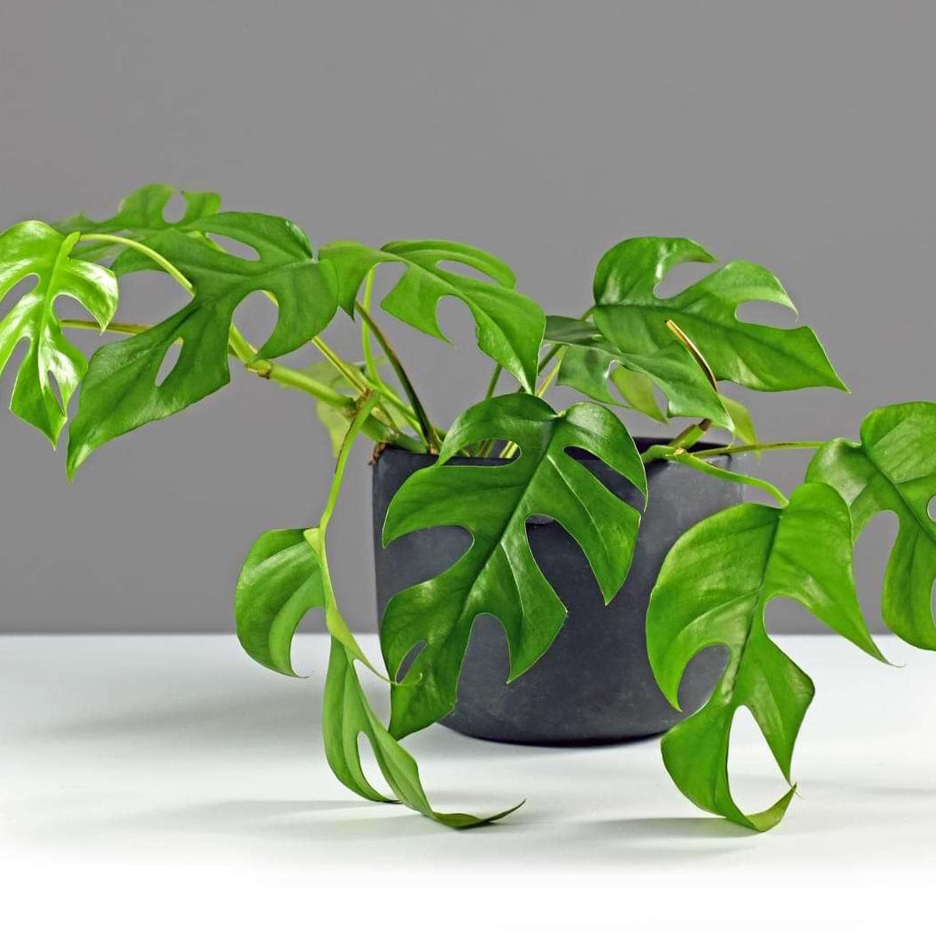 Minima Philodendron plant