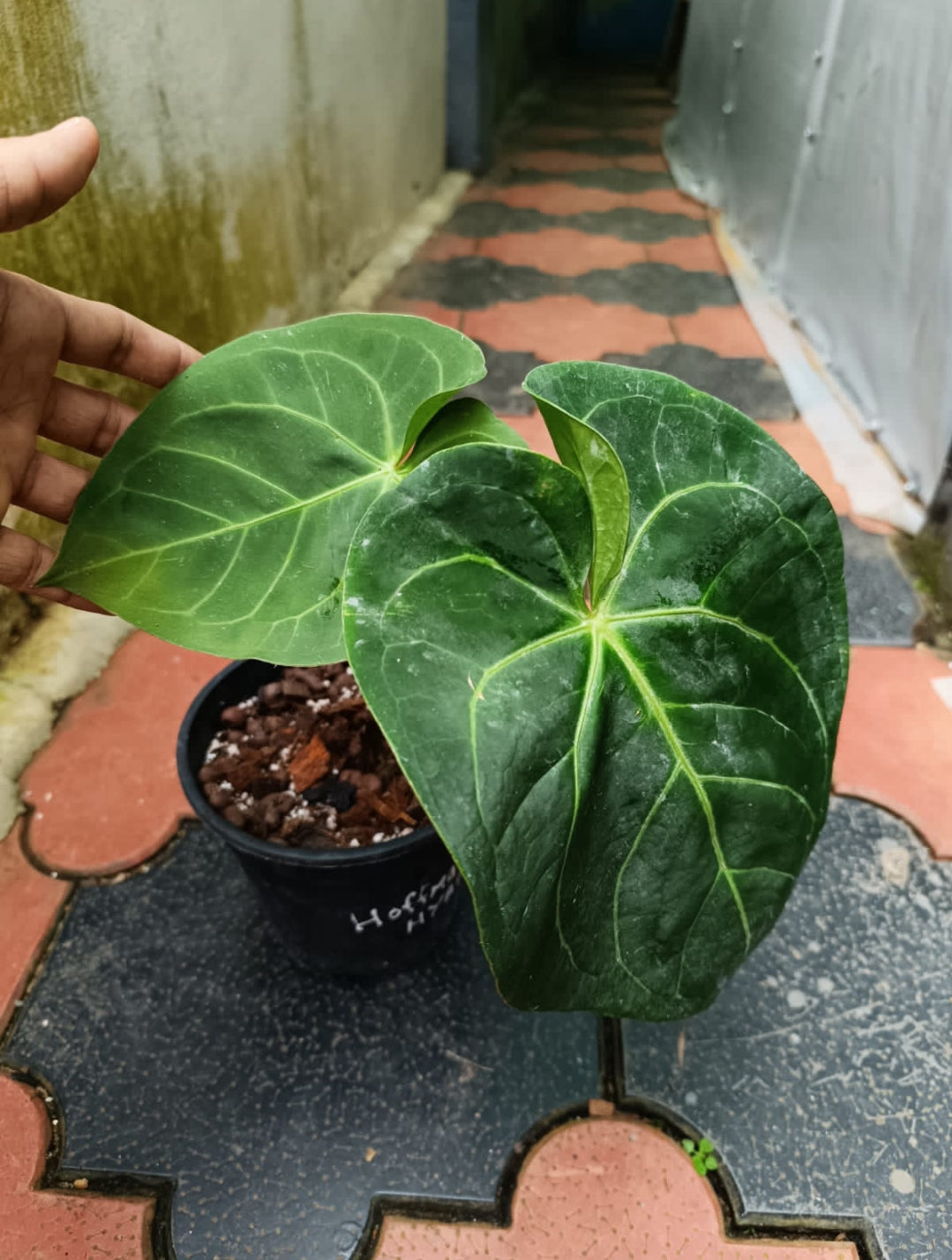 Anthurium Hoffmani x magnificum Plant (Semishade)