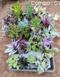 Succulent plant combo pack