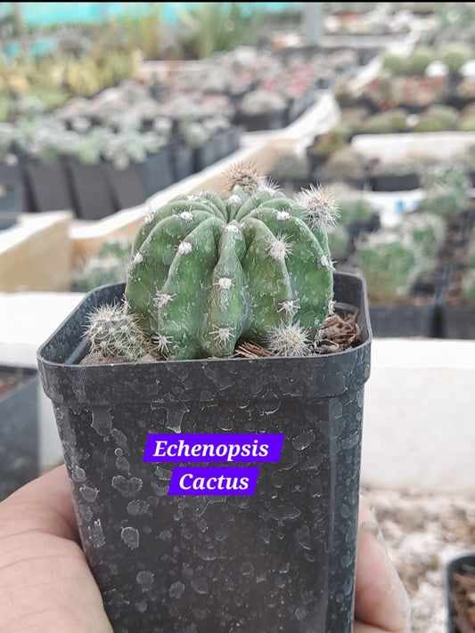 Echenopsis Cactus 10