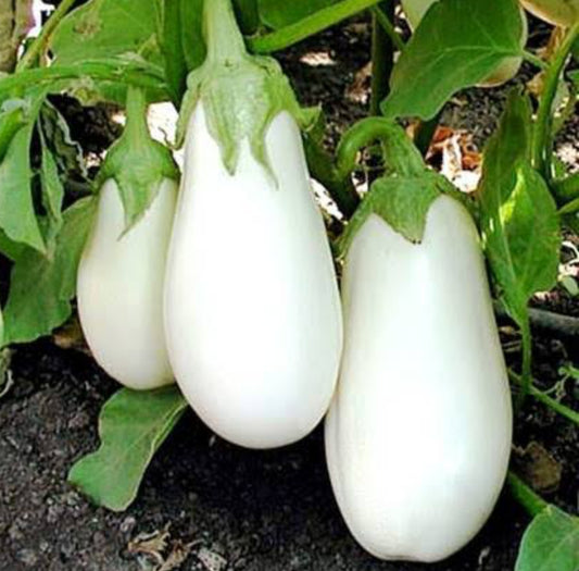 Brinjal F1 white seeds vegitable seeds