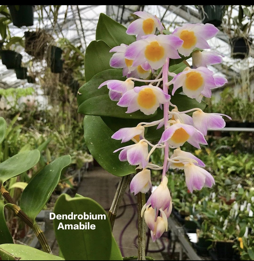 Dendrobium Amabile Mature Orchid