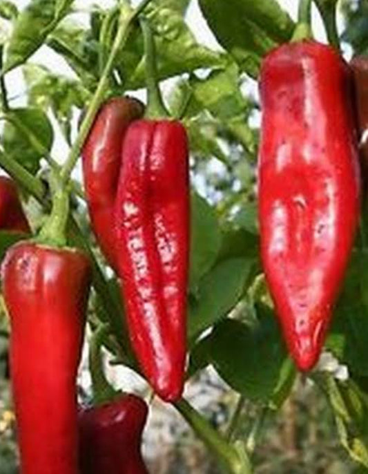 Hot pepper red Sampurna vegitable seeds