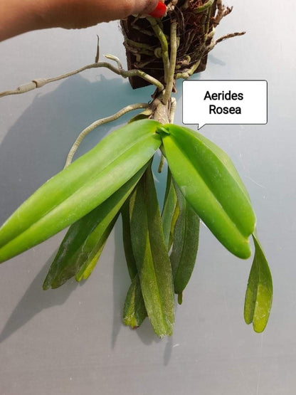 Aerides Rosiea