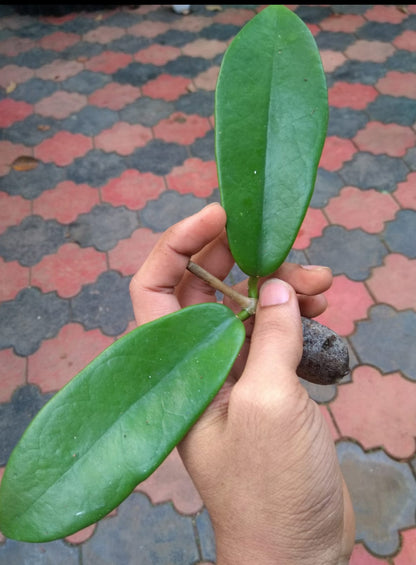 Hoya Coronaria Red (Semishade)