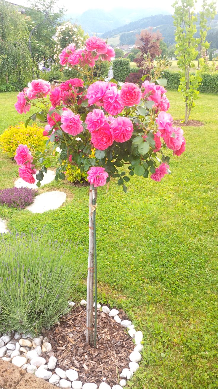 Buy Stand Rose Plant Online in India | Standard Tree Rose | Outdoor Flowering Rose Plant | Ashiyana Store