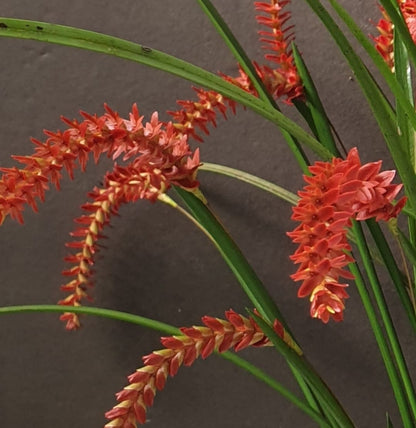 Dendrochilum Wenzelii