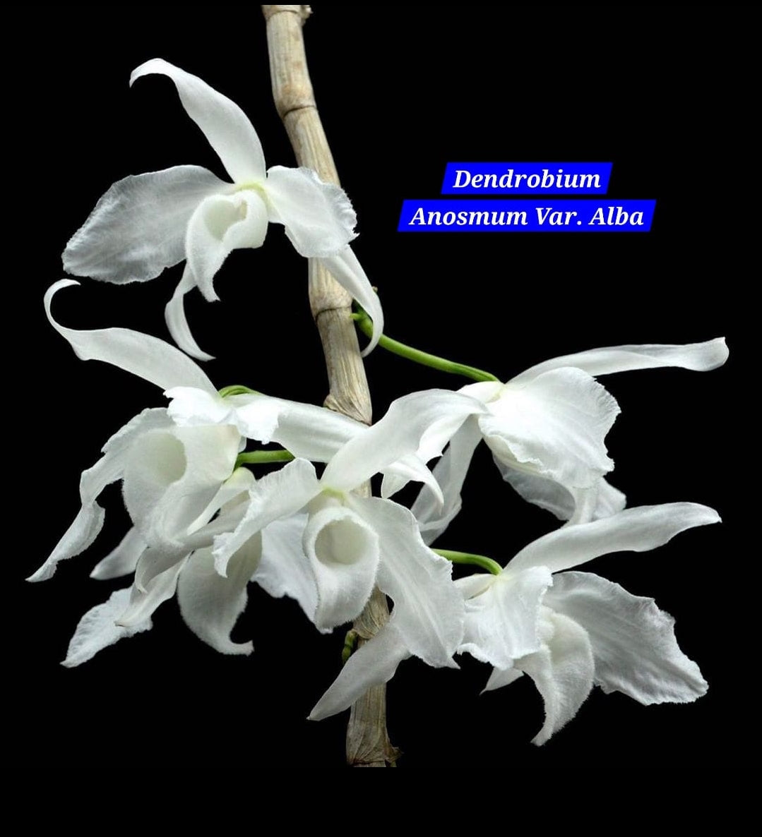 Dendrobium Anosmum Var. alba