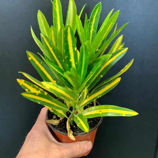 Croton Sunny Star (Outdoor Plant)