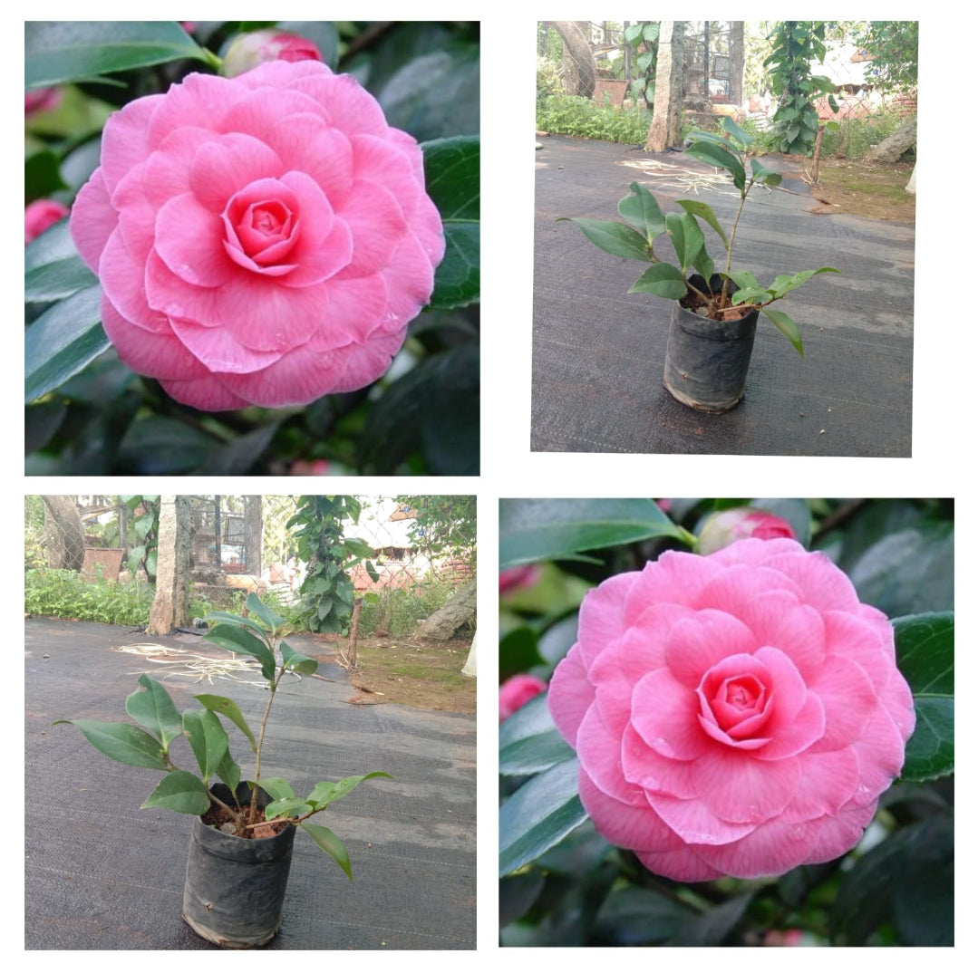 Tree rose plant (Shrub Plant)