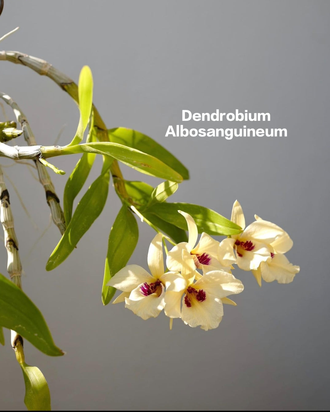 Dendrobium Albosanguineum