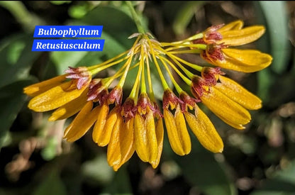 Bulbophyllum Retusiusculum