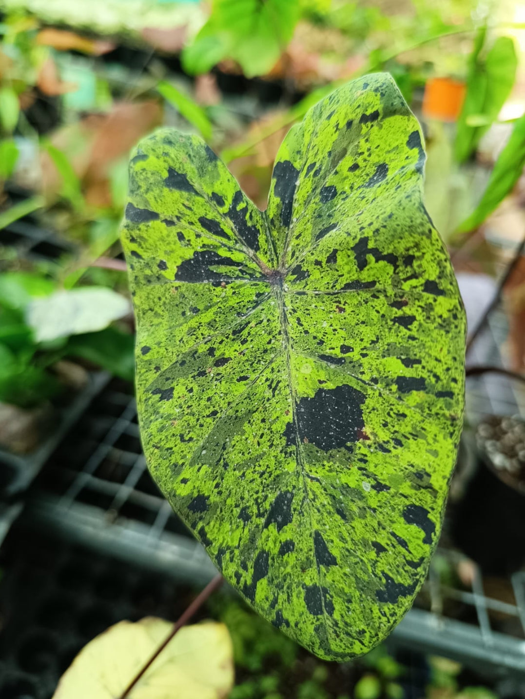 Colacasia mojito plant