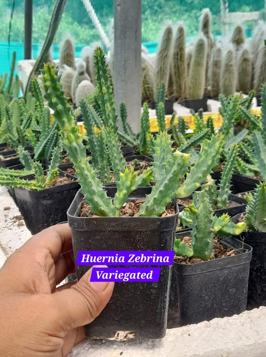 Huernia Zebrina Variegated 3 cactus