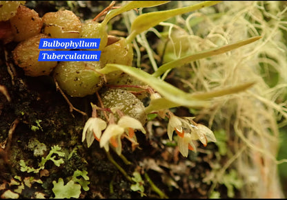 Bulbophyllum Tuberculatum