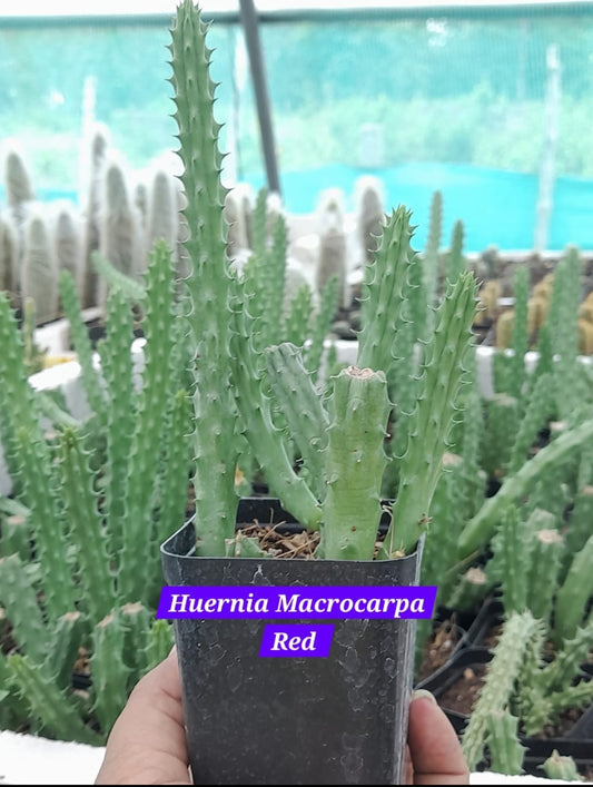 Huernia Macrocarpa Red 22 Cactus