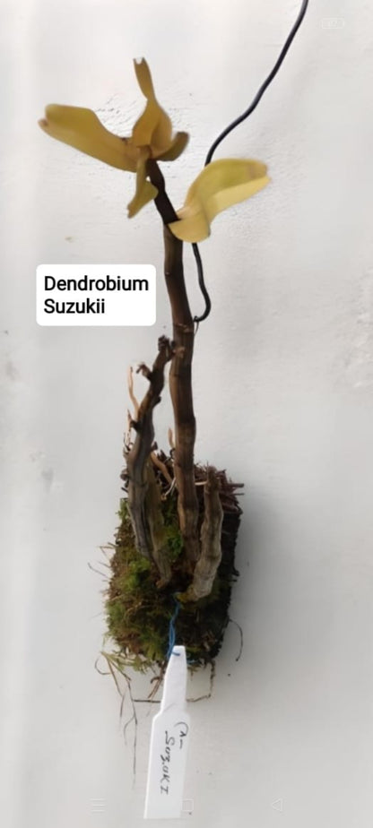 Dendrobium Suzukii