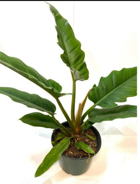 Philodendron -Narrow Escape plant