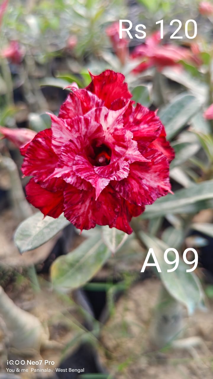 Adnium plant florist red white colour