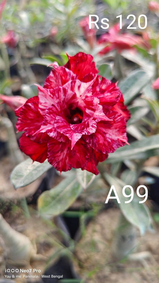 Adnium plant florist red white colour