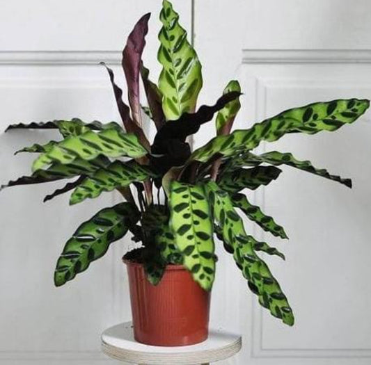 Calathea 21