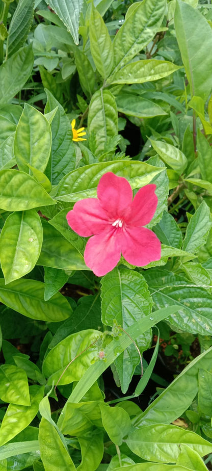 Ruellia plant shrub