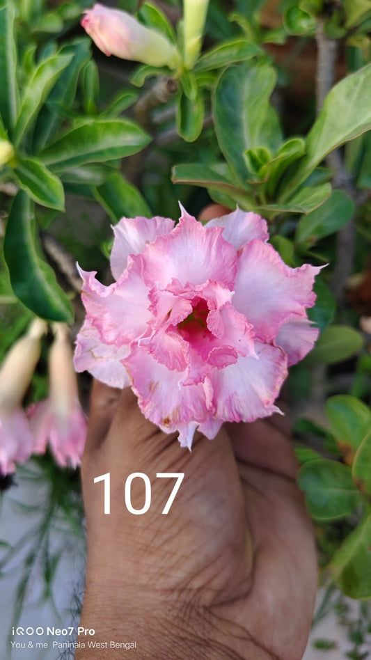 Adnium plant florist white with light pink stripe colour