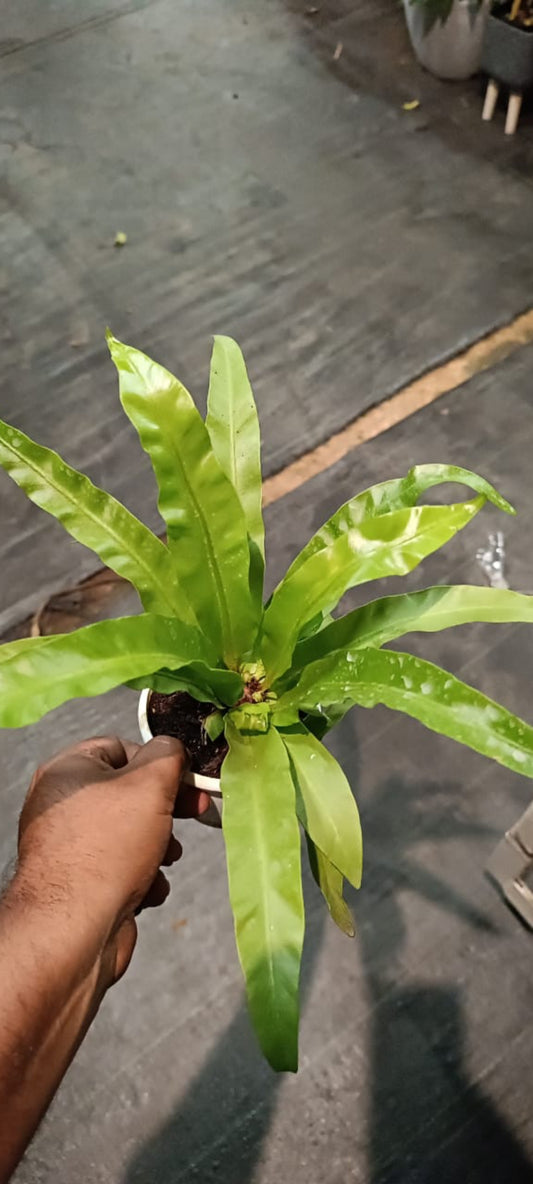 Bird nest fern