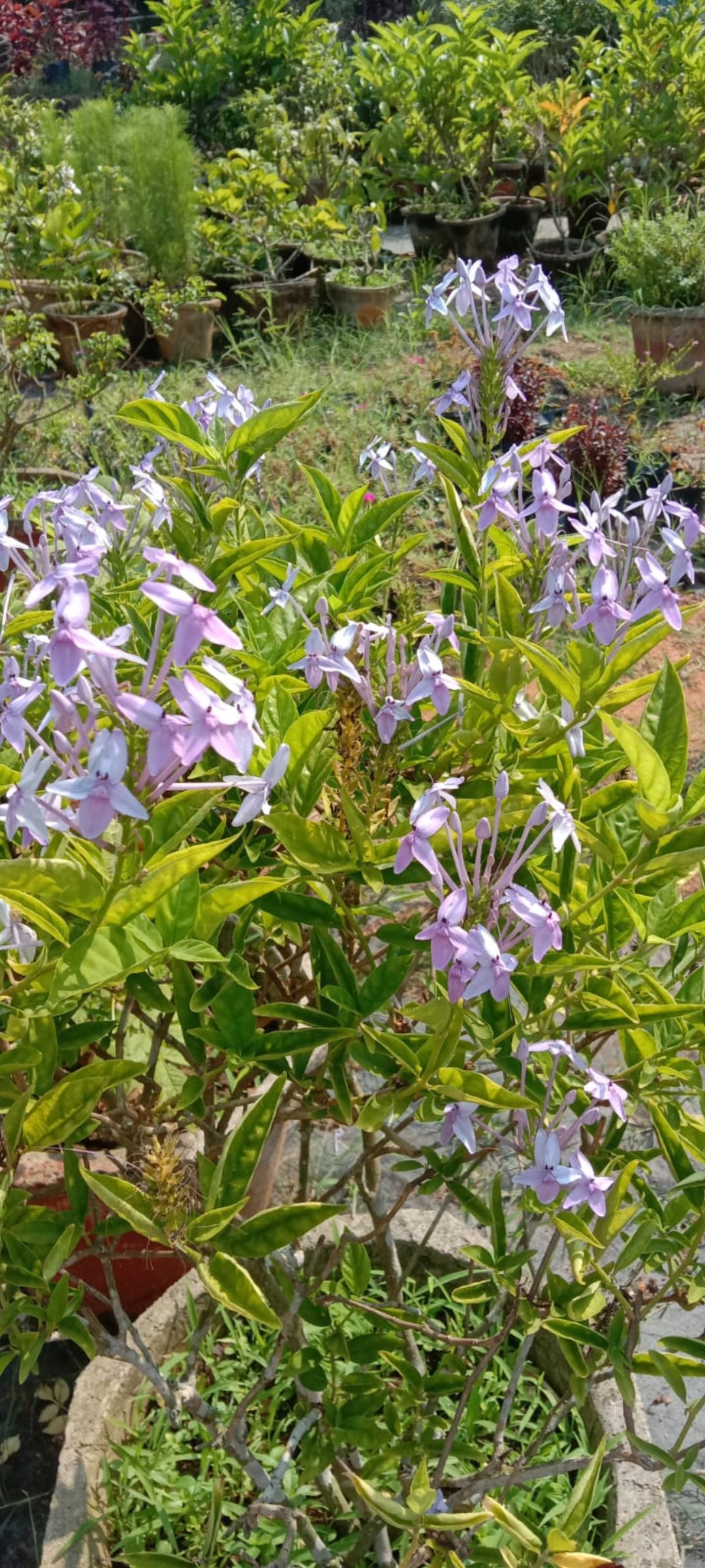 Pseuderanthemum flowering plants