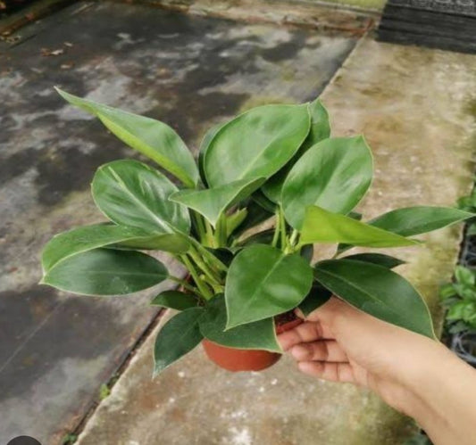 Green apple Congo Philodendron plant