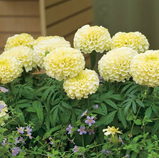 Marigold African white winter Flower seeds