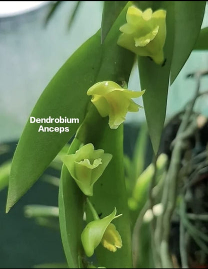 Dendrobium Anceps